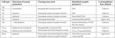 Synaptic connectivity amongst components of the locomotor central pattern generator